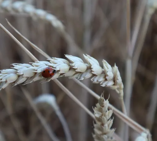 Marienkäfer auf Getreide