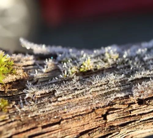 Frost auf altem Baum mit Moos