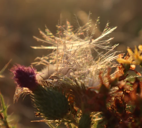 Blumen im Sonnenuntergang