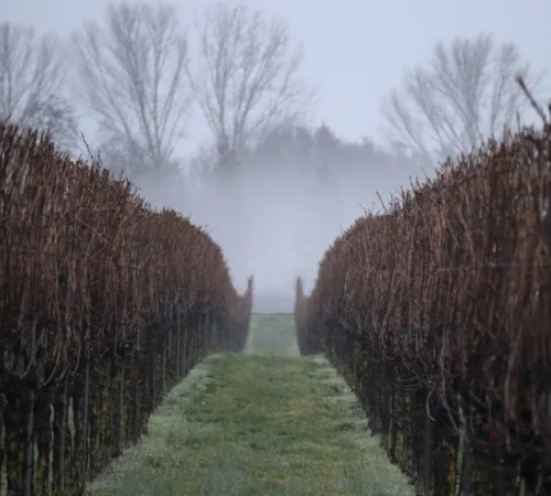 Weinberge an nebligem Wintertag